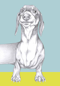 Dachshund
