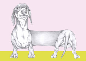 dachshund