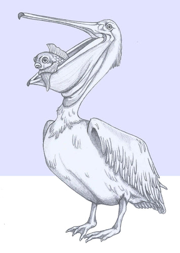 pelican and fish