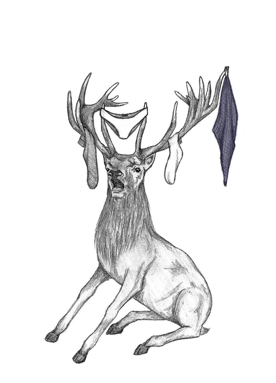 deer 