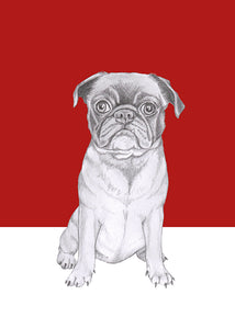 pug