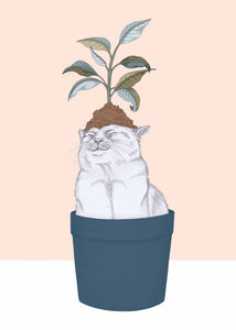 cat plant