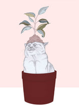 Load image into Gallery viewer, cat plant
