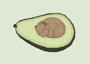 sleepy hamster in avocado